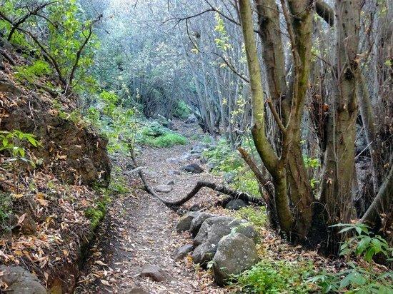 Barranco de los Cernicalos